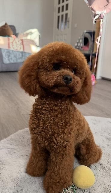 heyvanlar: Pudel, 1 ay, Erkek — 1