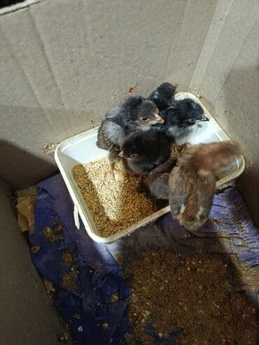 Гуси: Куриные цыплята, Для мяса — 4