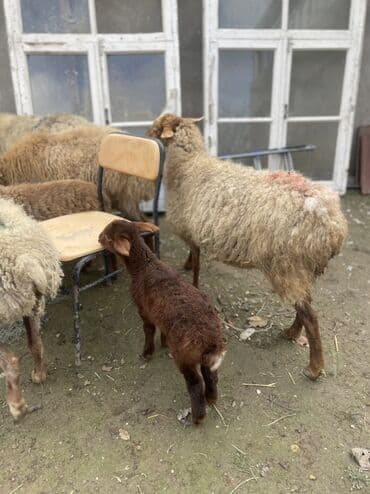 cins ineklerin qiymeti: 1 ədəd qoyun yanında quzu ilə (quzu ərkəkdi) 3 ədəd qoyun boğaz — 2