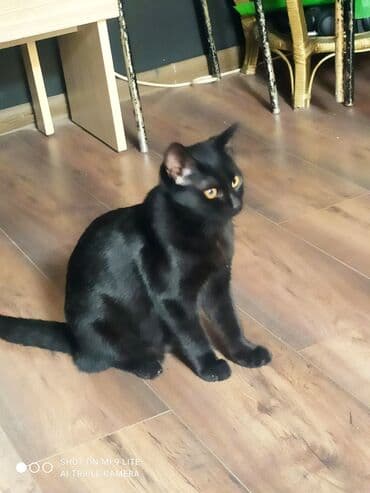 ağdaş yem fabriki: Yaxşı əllərə — 8