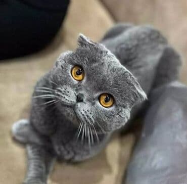 Птицы: Шотландская, Самец, В добрые руки, Платная доставка — 1