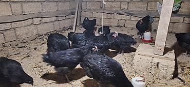 Gəmiricilər: 17 ədəd avstralop cücəsi 2 ay 20 günlüyündə biri 25 m 6 ədəd kənd — 2