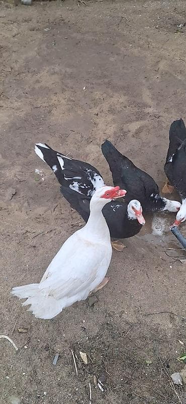 ağ ordək: Erkək, | Lal ördək, Damazlıq, Ünvandan götürmə — 9