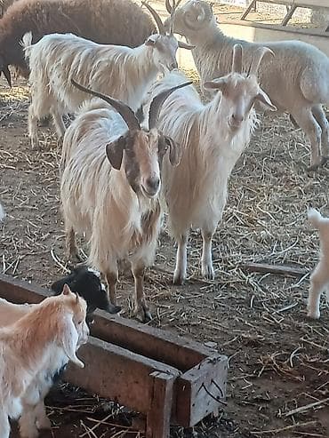 helep keci: Satılır: süd və ət istiqamətli yerli keçilər - Rəng: açıq krem/ağ — 7