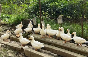 домик для маленькой собаки: Kalduk ördəkləri satılır. Dekorativ balaca ördəklərdir.Əlavə məlumat — 1