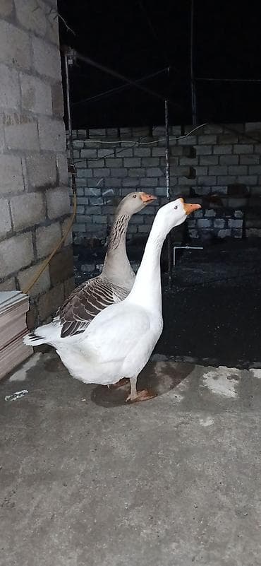 Məhsul: Qaz cütlüyü Təsvir: - 2 ədəd yetkin qaz – biri ağ lələklidir