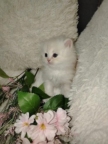 Şinşilla, Erkək, Dişi, Yaxşı əllərə, Ünvandan götürmə, Ödənişli çatdırılma