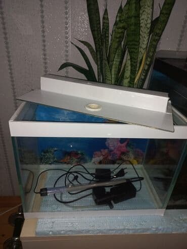 akvarium xırda balığı: Balaca akvarium satılır, 24lt Uzunluq 40sm Eni 20 sm Hündürlüyü 30 sm — 3