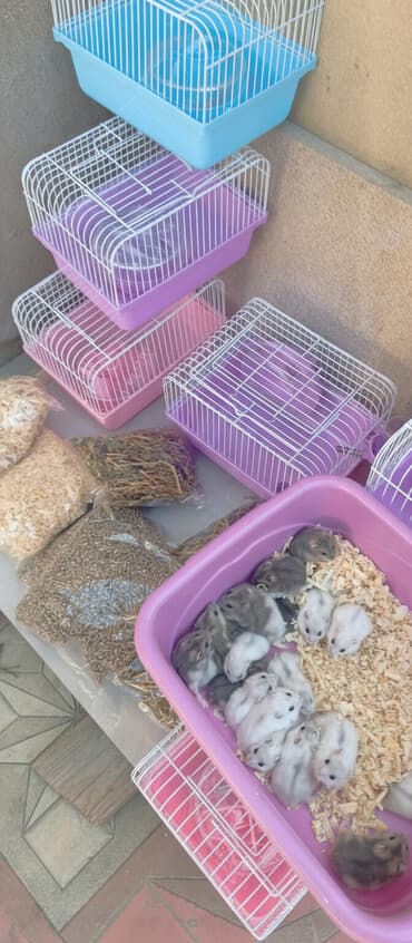 вакуумные поилки для кроликов: 2cunqarik 1qəfəs üstündə vitaminli yem,quru yonca,apilka hədiyyə cəmi — 1