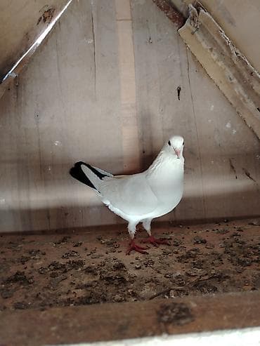 Salam qaraquyruq maya satilir qizgin mayadir qiymet 20manat unvan