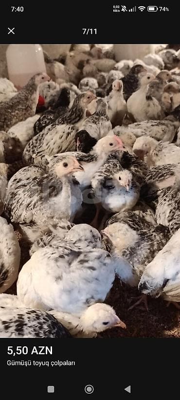 bildirçin əti satışı: ‼️ Serebrist Colpaları Endirim olundu 2 ay yarımlığ tam sağlam — 3