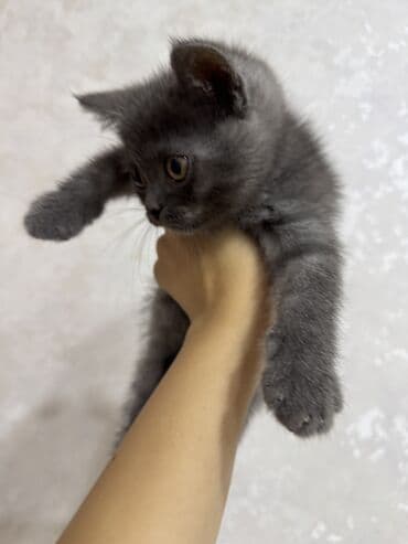 мейн кун купить в баку: Amerikan Shorthair — 4