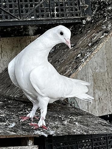 goyercin sekli: 4 Göyerçin satılır hamsı bir yerde 20 azn — 5