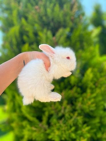 dovşan adları: Salam əziz dostlar, bizdə hər növ dovşan var. Bunlar dovşanların öz — 6