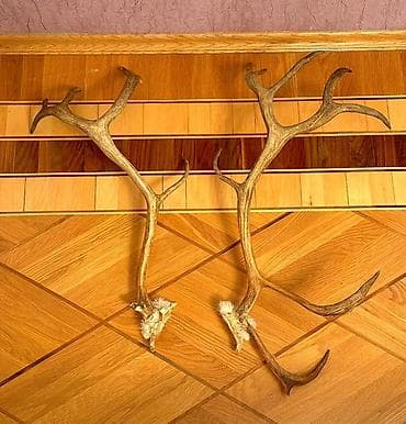 ev yumurtası: Təbii maral buynuzları – cüt - Material: təbii maral (geyik) buynuzu — 3