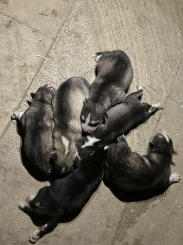 купить хаски щенка: Хаски, 1 месяц, Самец, С прививками, Платная доставка — 4