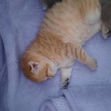 britan pişiyi: Şotland yastı qulaq, Dişi, Yaxşı əllərə, Ünvandan götürmə — 4