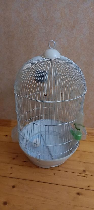 mal inək: Ela veziyyetdedi — 3