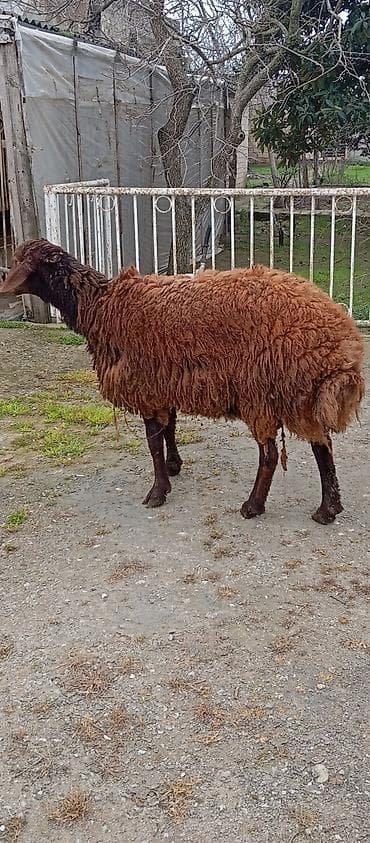 mops baku: Salam ünvan Bakıin maştağa kendi əsil qoyun sürmək ukundu qoçdu reyal — 2