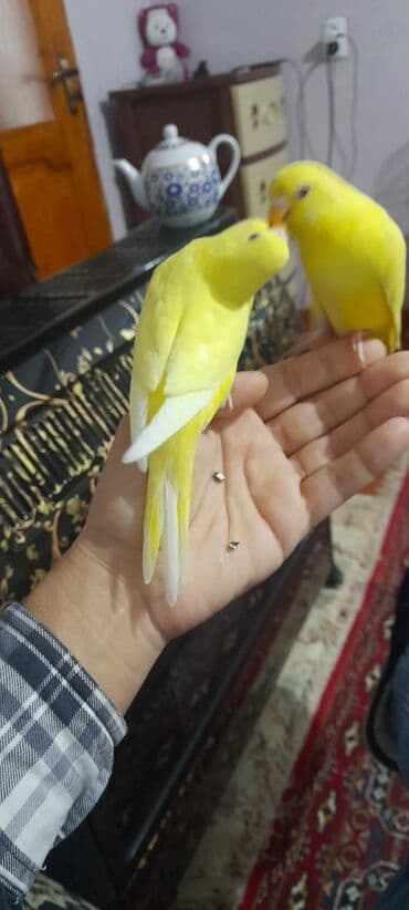 quş satisi: 1 aylıg qırmızı göz ələ öyrəşmiş quşdu
sumqayit — 3