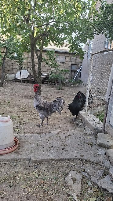 bulbul quşu haqqinda melumat: 5ay yarımlıq avıstroloq — 5