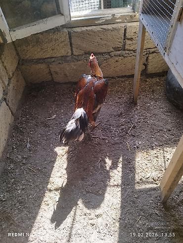 Məhsul: Xoruz Təsvir: - Rəng: qırmızı-qızılı lələk örtüyü, bel və