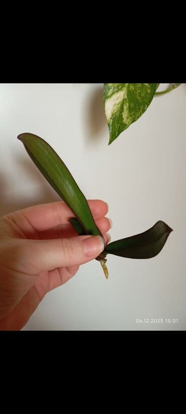 bitki guli: Orxideya,şəkildə ki rəngdə.Votsap aktiv yaza bilərsiniz ya səs atın — 2