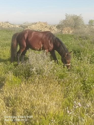 pony atlar: Erkək, il: 5, Ünvandan götürmə — 5
