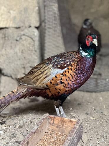 yapon xoruz: Xoruz, il: 1, Pulsuz çatdırılma — 8