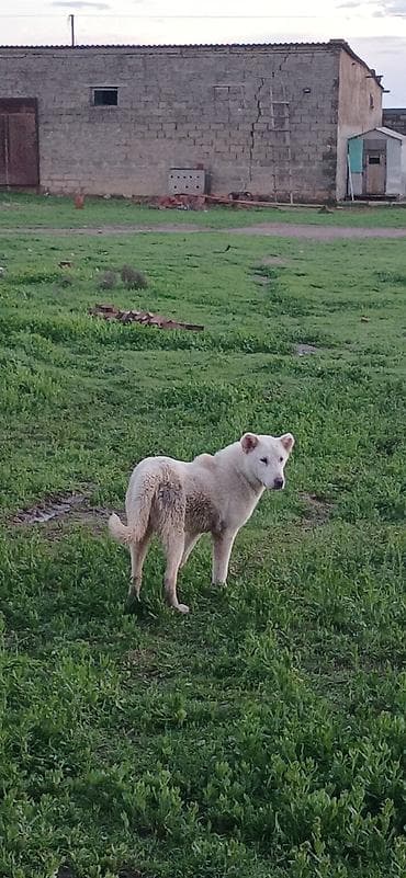 naxcivan it elanlari: Qurdbasar, 5 ay, Dişi, Peyvəndli, Ödənişli çatdırılma — 9