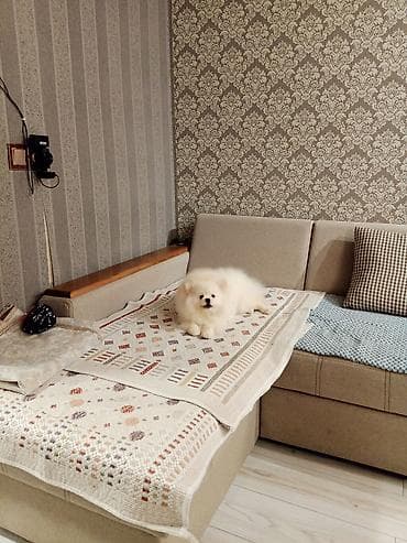 az.siberian: Şpitz, 8 ay, Erkək, Cütləşmə üçün, Ünvandan götürmə — 7