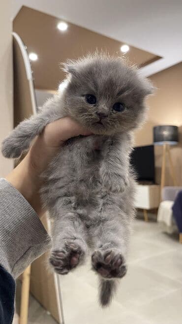 it ucun evler: Şotland, Erkək, Dişi, Yaxşı əllərə, Ünvandan götürmə, Pulsuz çatdırılma, Ödənişli çatdırılma — 3