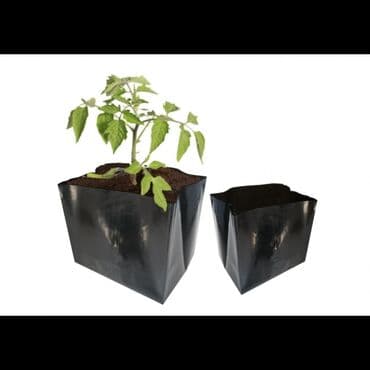 саженцы малины тарус: Şitillerin satişi pomidor xiyar biber badimcan rehan ciyelek unvan — 4