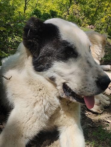 xaski itleri ne yeyir: Alabay, 1 il, Dişi, Peyvəndli, Ünvandan götürmə — 2