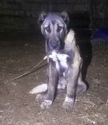 kangal itlərin satışı: Kanqal, Erkek — 4