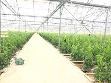 hovsanda obyekt satılır: Zirə Kəndi, 10 hektar sahəsi olan parnik satılır. 5 hektar yarım — 3