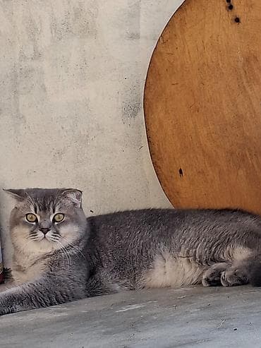 pişik adı: Şotland yastı qulaq, Erkək, Yaxşı əllərə, Ödənişli çatdırılma — 4