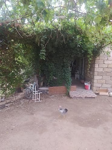 Məhsul: Meyvə və tərəvəzli fərdi bağ sahəsi Təsvir: - Yaşıl və sərin