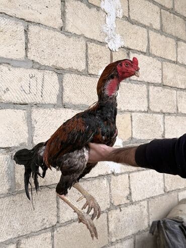 2 ayliq cuceler: Xoruz, il: 2, Ünvandan götürmə — 2