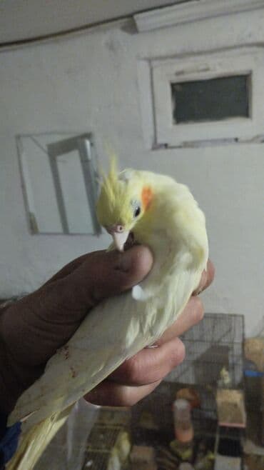 Boşqablar: Nimfa (Cockatiel) – sarı/albino ləkəli rəng - Növ: Nimfa papağanı — 6