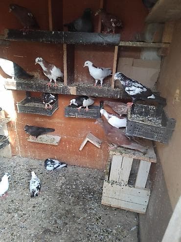Quşlar: 21 quşdu optum biri 3 azn. tək tək seç götür 5 azn — 2