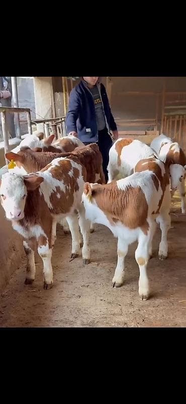 Pişiklər: Simental tipli buzovlar – ət və süd istiqamətli damazlıq potensialı — 1