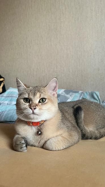 Heyvanlar üçün mallar: Qızıl şinşilla, Erkək, Cütləşmə üçün — 2