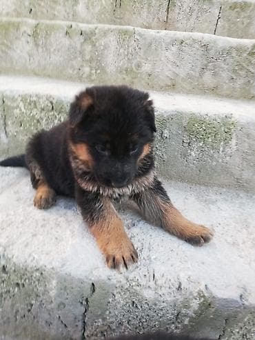 в хорошие руки: Немецкая овчарка — 2