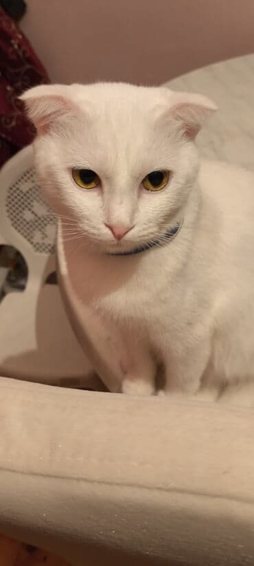 at sekileri: Şotland yastı qulaq — 10