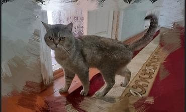Qızıl şinşilla, Erkək, Yaxşı əllərə, Ünvandan götürmə lalafo.az -da Qızıl şinşilla, Erkək, Yaxşı əllərə, Ünvandan götürmə