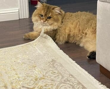 pişik cütleşdirme: Şinşilla, Erkək, Cütləşmə üçün — 4