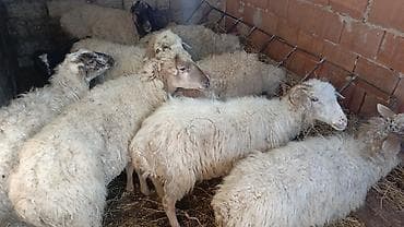qoyunlar: Qoyun sürüsü satılır - Növ: ağ yunlu yerli qarışıq cinslər — 6