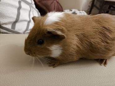 ev seraitinde cuce saxlamaq: Ev heyvanı – dəniz donuzu (guinea pig) • Növ: Qısa tüklü guinea pig — 9