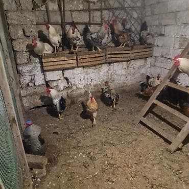 feniks xoruzu: Məhsul: xoruz(bir neçə baş) Təsvir: - Şəkillərdə göstərilən kənd — 3